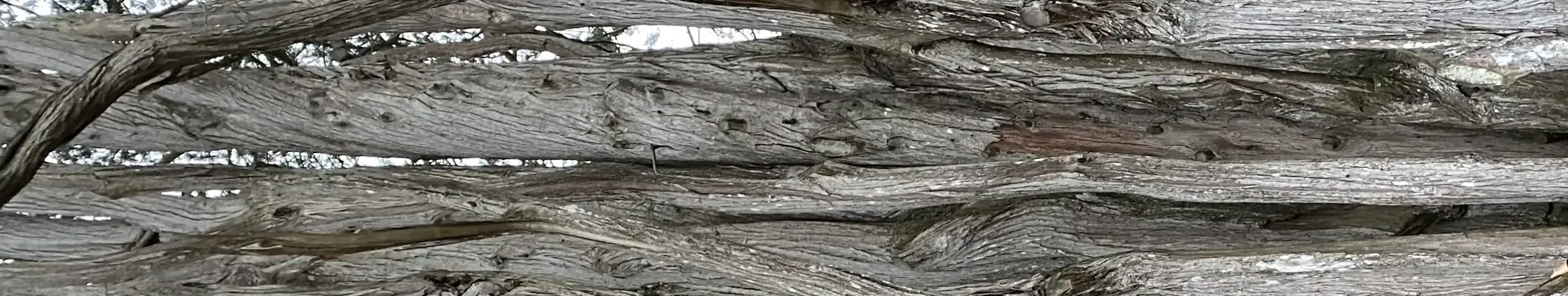Arbol horizontal
